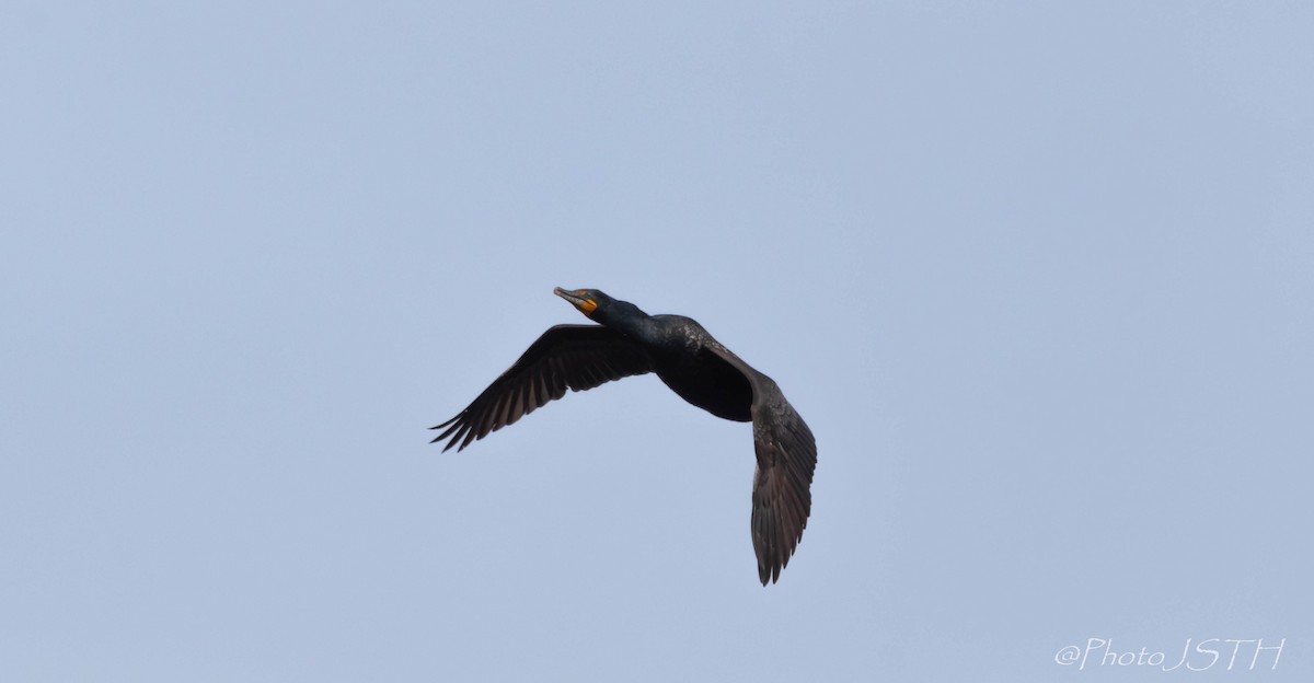 Double-crested Cormorant - Josée St-Hilaire