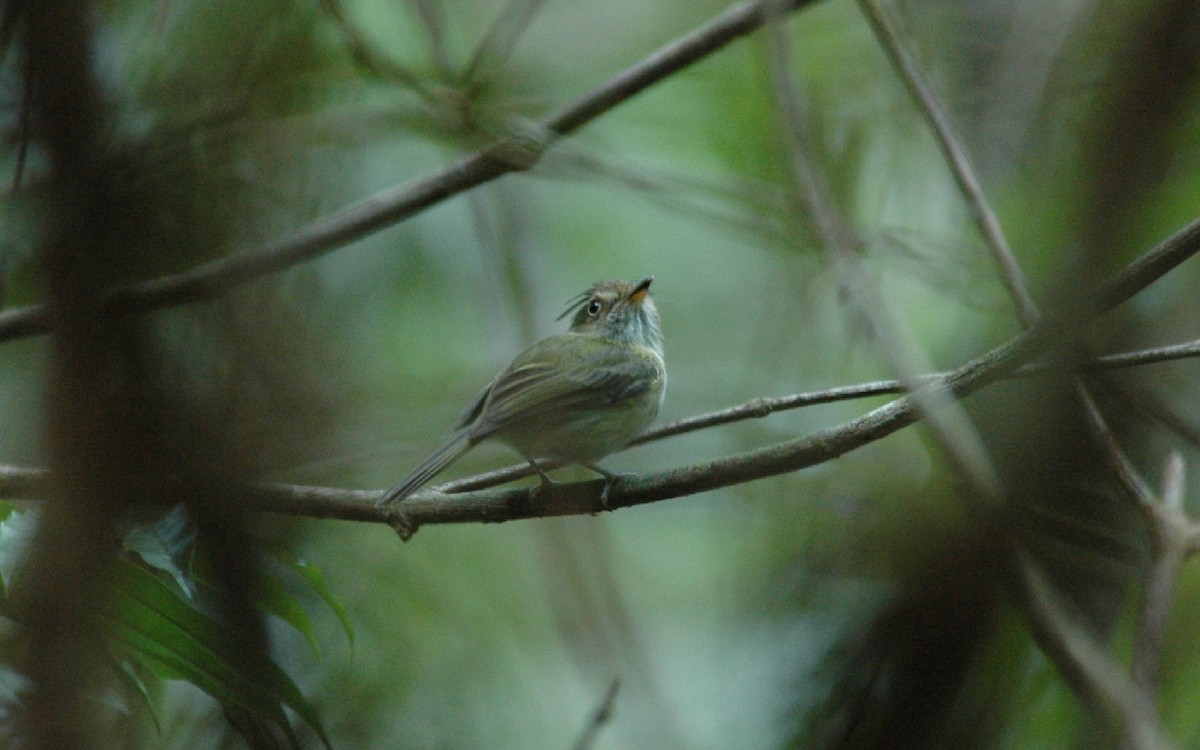 Helmeted Pygmy-Tyrant - ML236834941