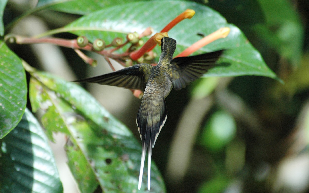 Long-tailed Hermit - ML236834961