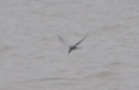 Black Tern - ML236836561