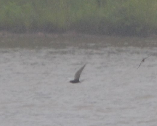 Black Tern - ML236836571