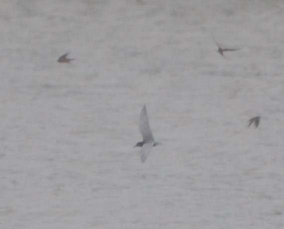 Black Tern - ML236836581