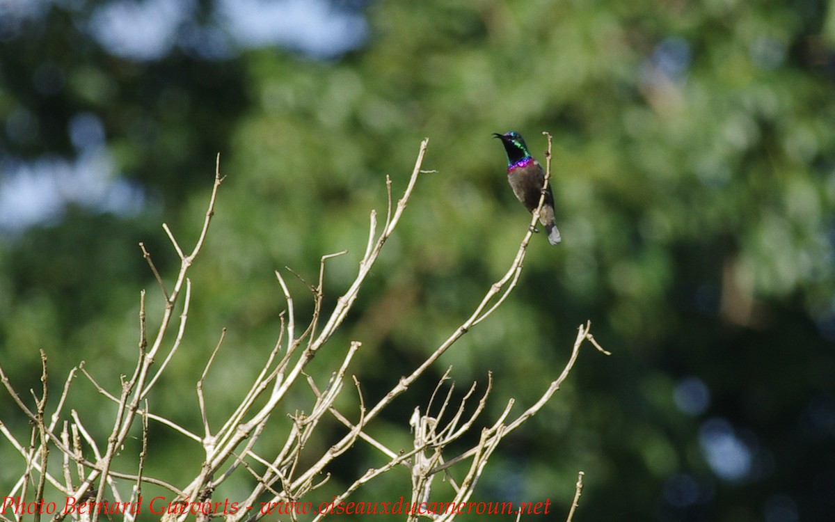 Orange-tufted Sunbird - ML236838111