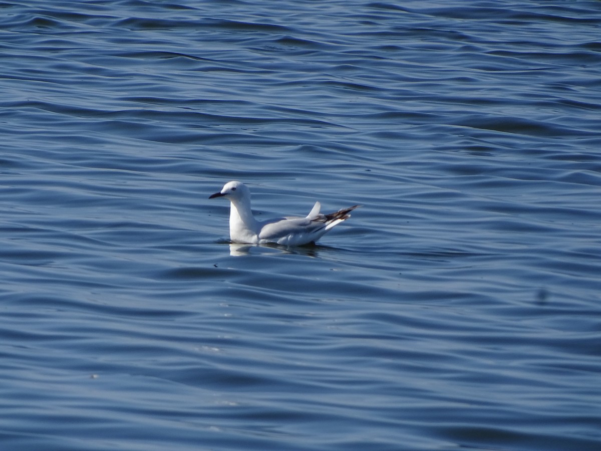 Slender-billed Gull - António Cotão