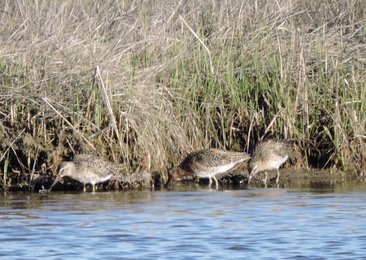 Short-billed Dowitcher - ML236841871