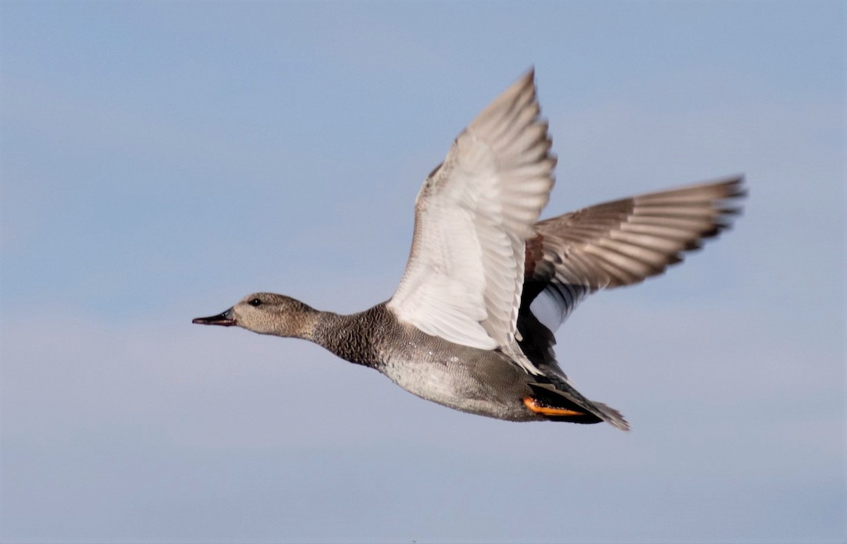 Gadwall - ML236846801