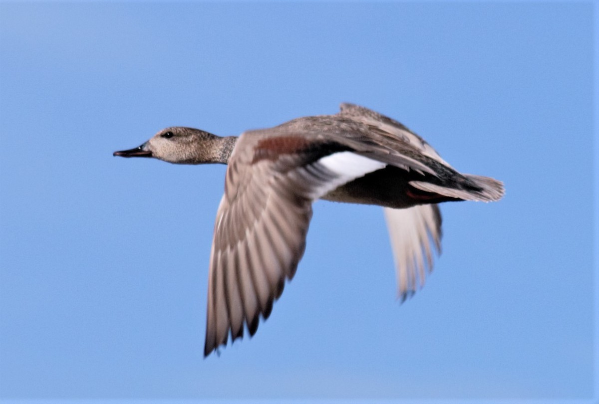 Gadwall - ML236846821