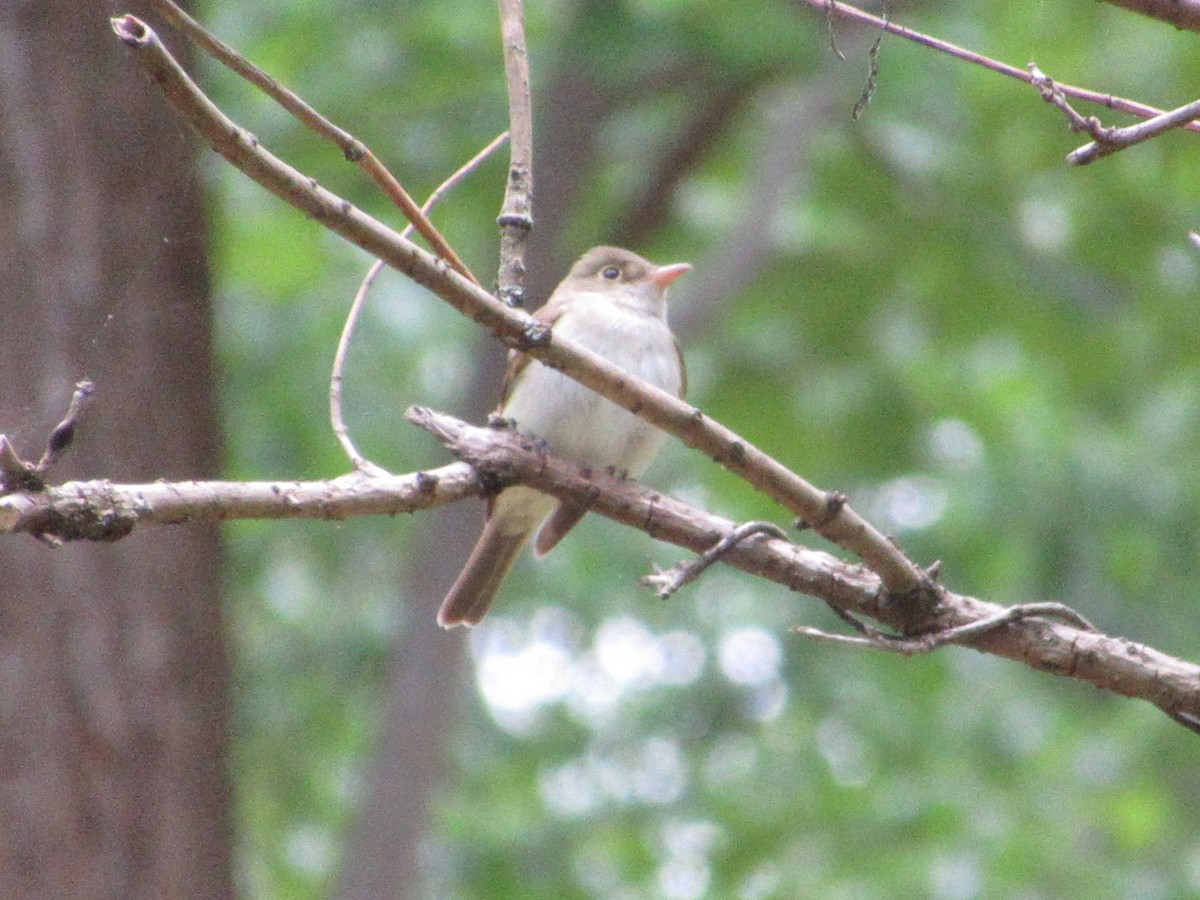 Acadian Flycatcher - ML236848081