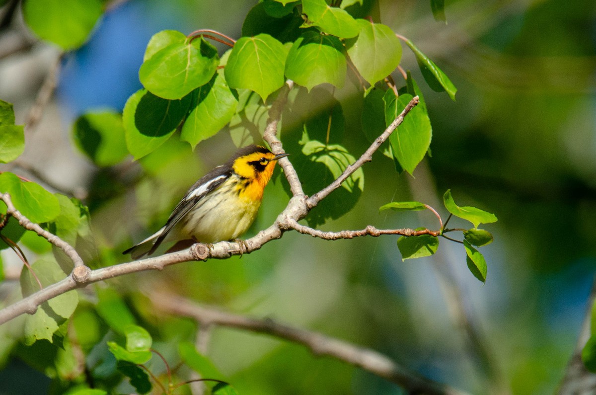 Blackburnian Warbler - ML236848371