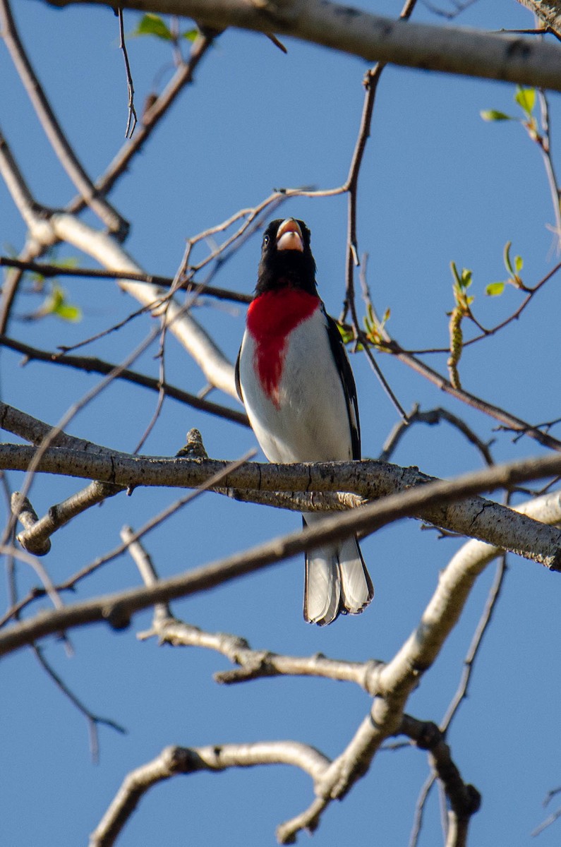 Rose-breasted Grosbeak - Stéphane Lair