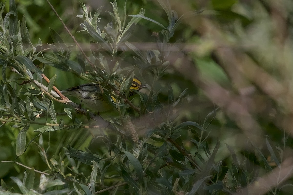 Townsend's Warbler - ML236849011
