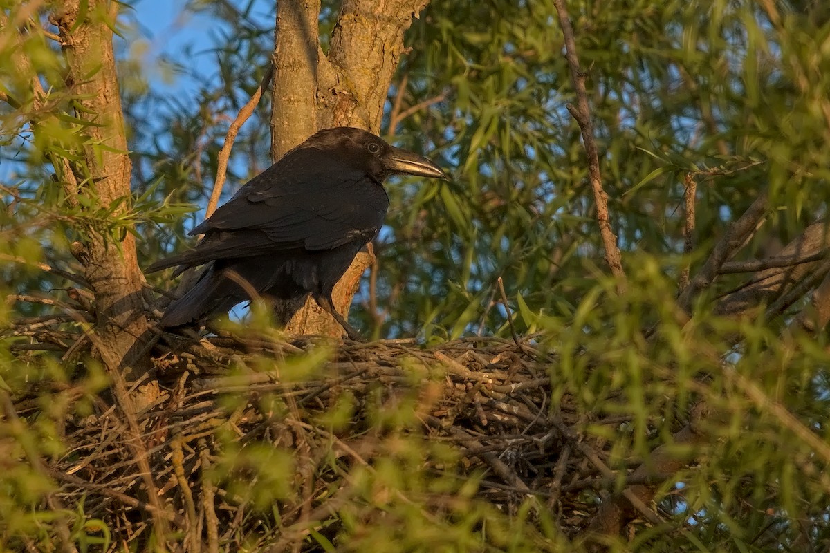 Common Raven - DigiBirdTrek CA