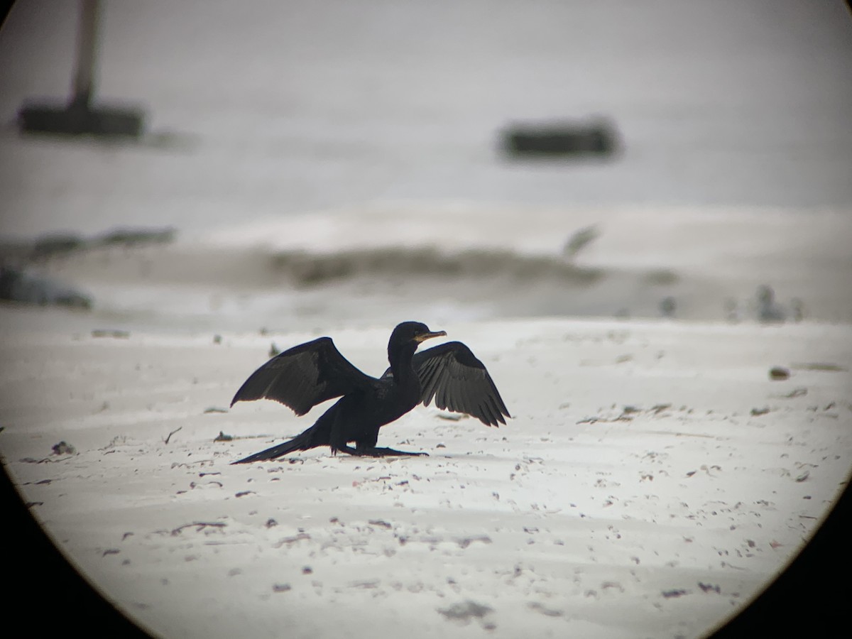 Neotropic Cormorant - ML236850591