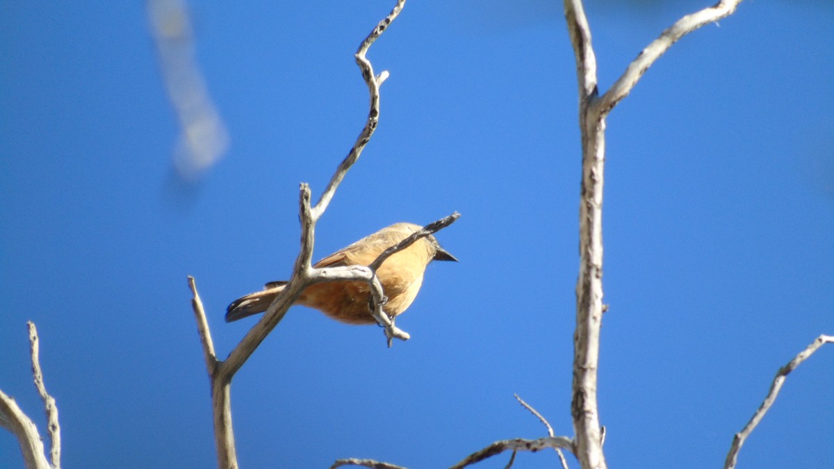 Cliff Flycatcher - ML236851161