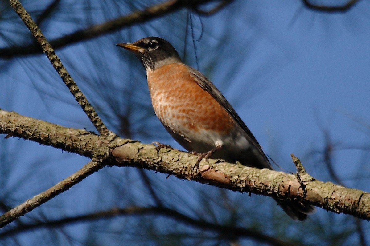 American Robin - ML236852051