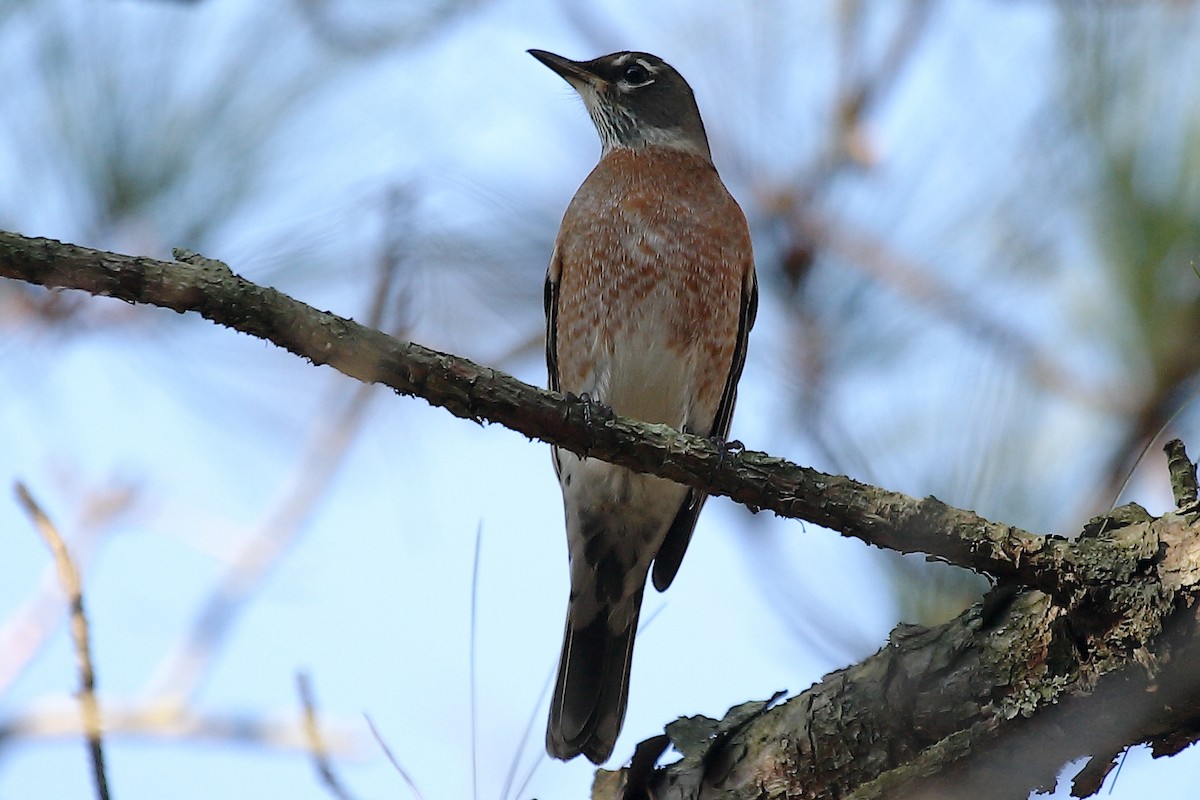 American Robin - ML236852061