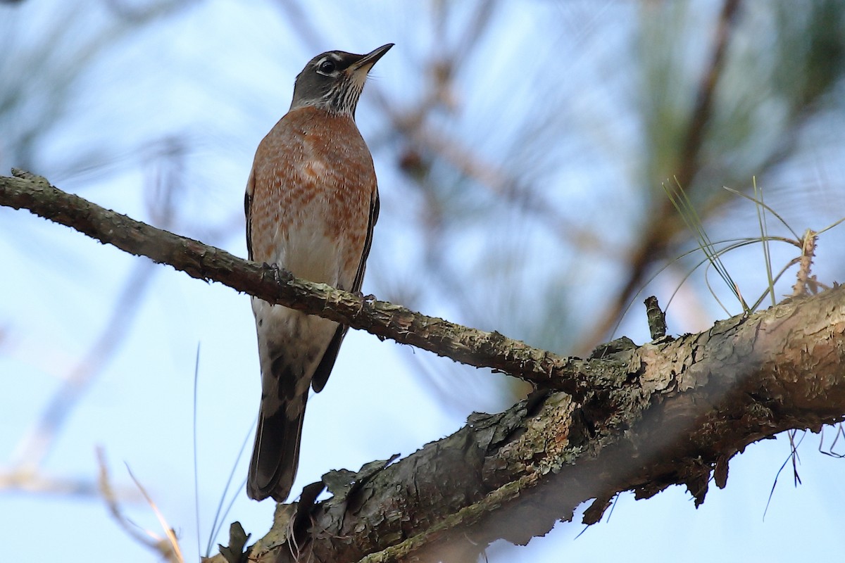 American Robin - ML236852071