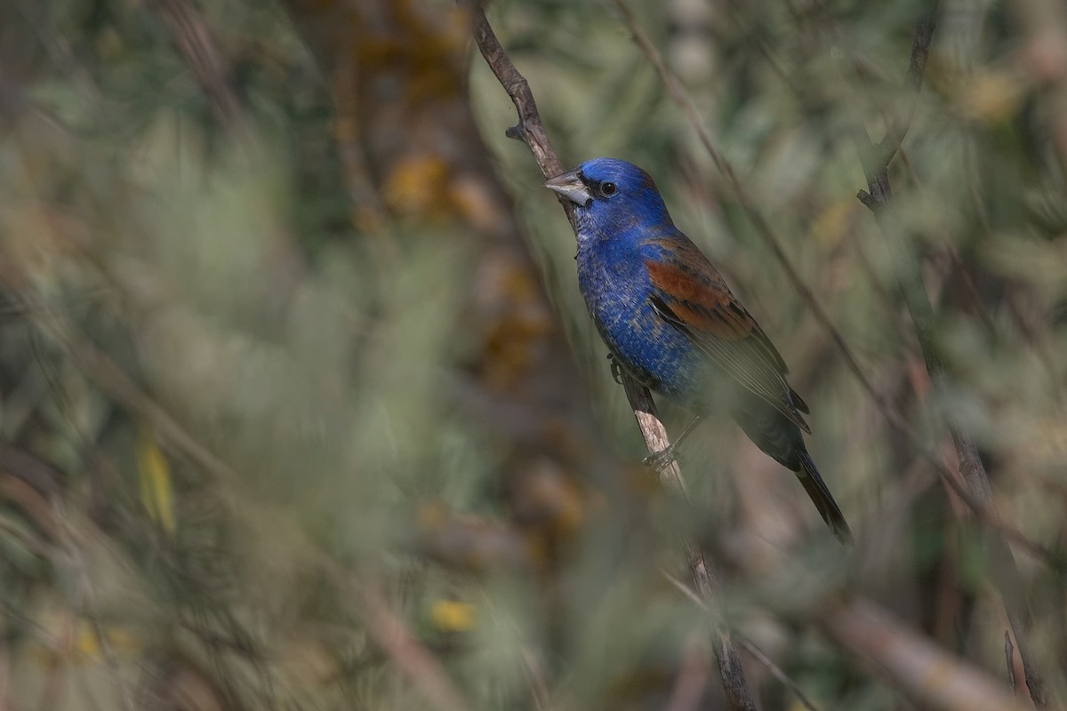 Blue Grosbeak - ML236852421