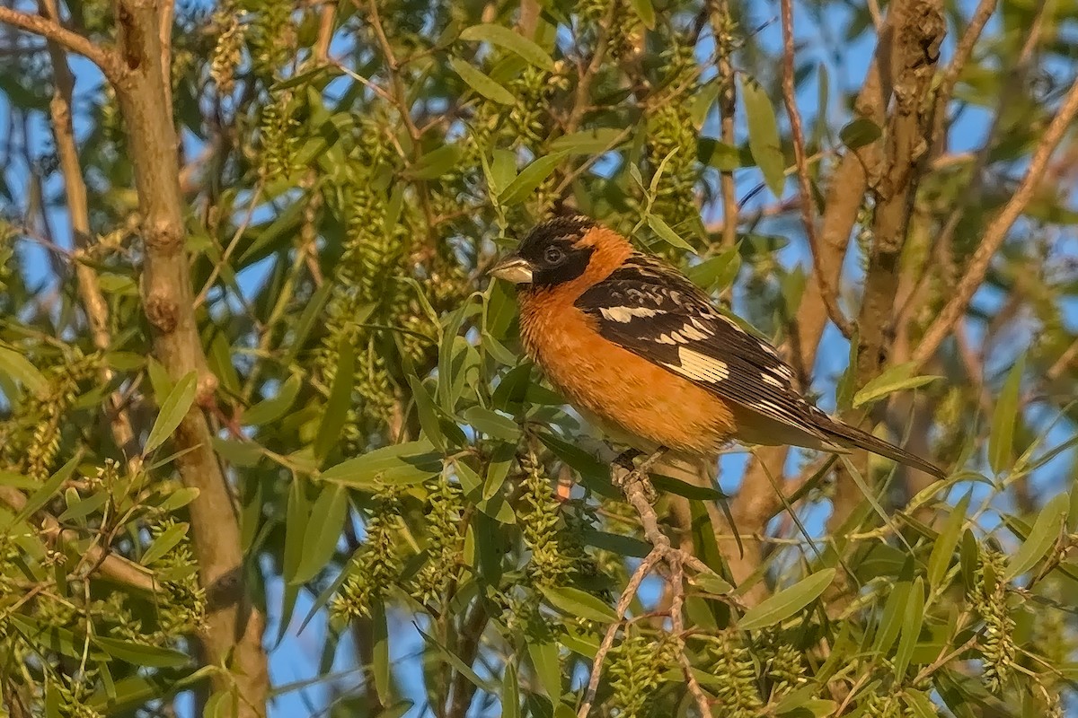 Black-headed Grosbeak - DigiBirdTrek CA