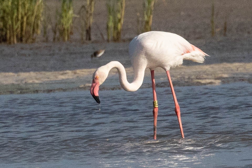 Greater Flamingo - ML236853201