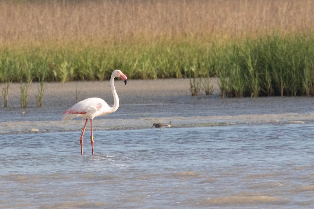 Greater Flamingo - ML236853211