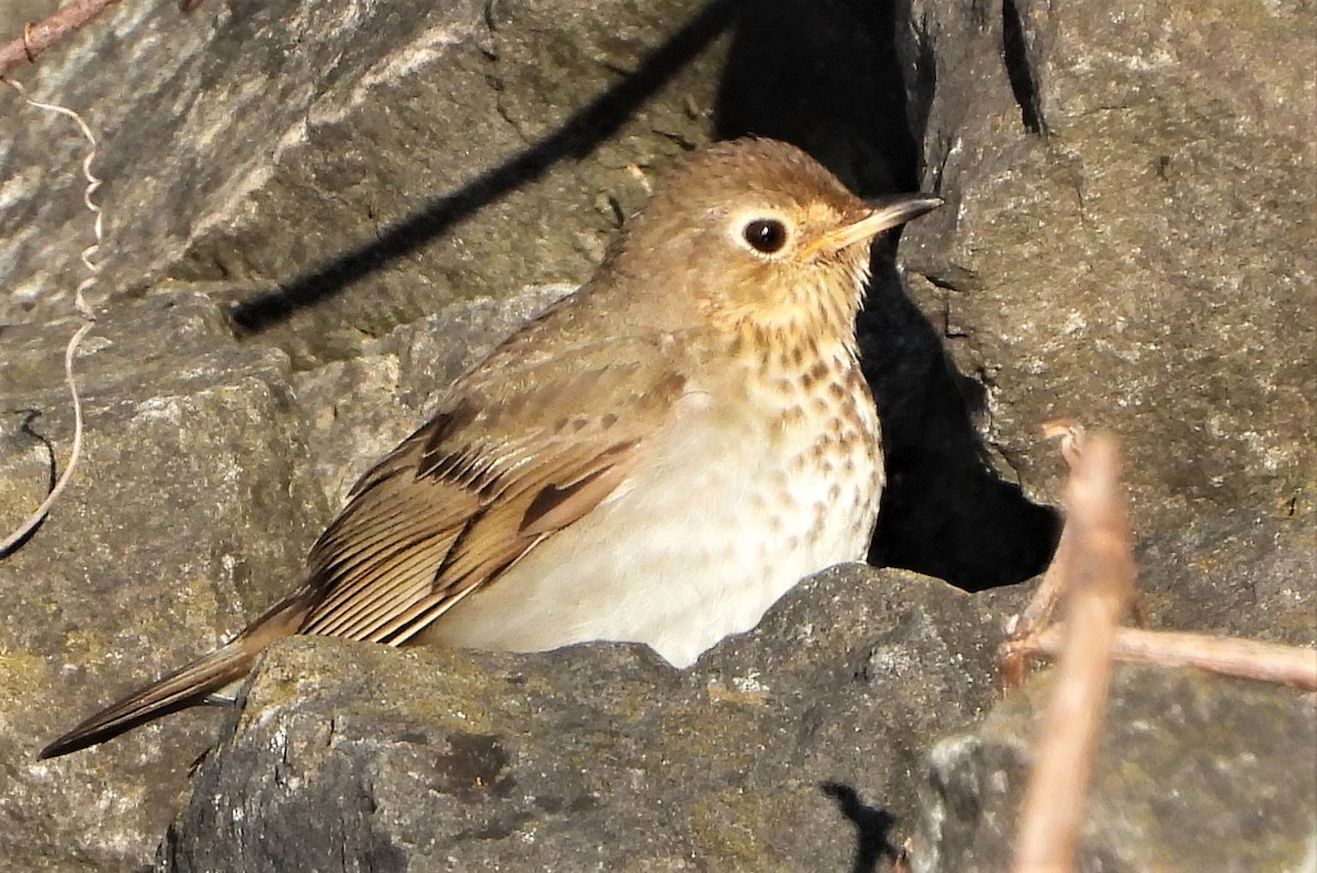 Swainson's Thrush - ML236853381