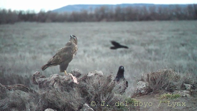 Common Buzzard (Western) - ML236854581