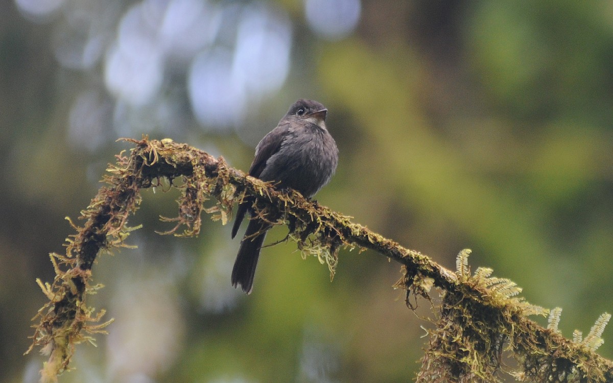 White-throated Pewee - ML236854651