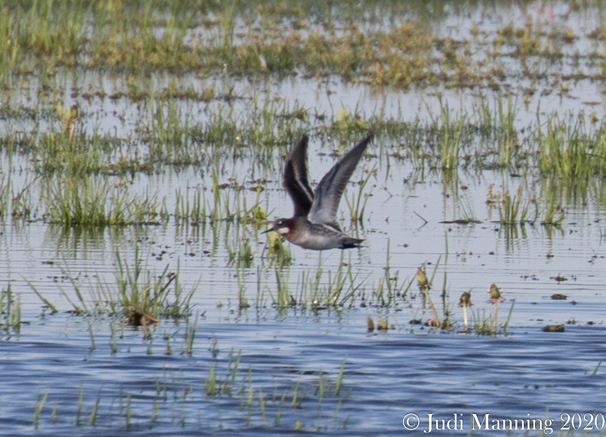 svømmesnipe - ML236854681