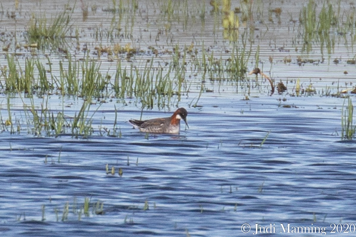 svømmesnipe - ML236854691