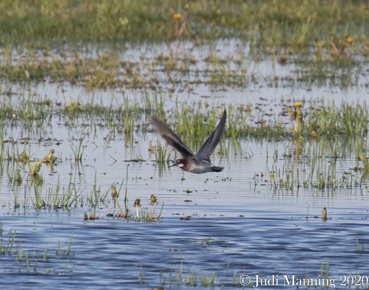 svømmesnipe - ML236854701