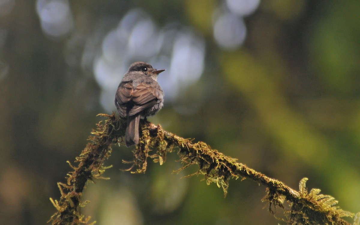 White-throated Pewee - ML236854711