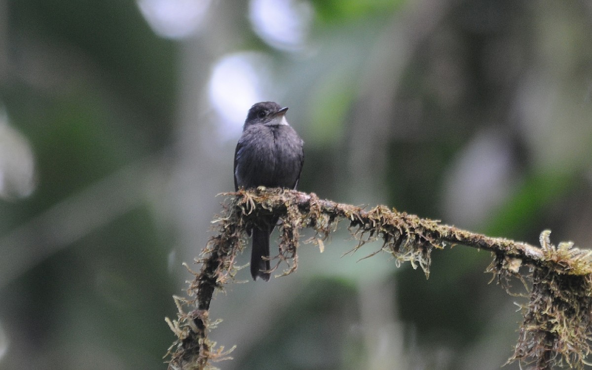 White-throated Pewee - ML236854751