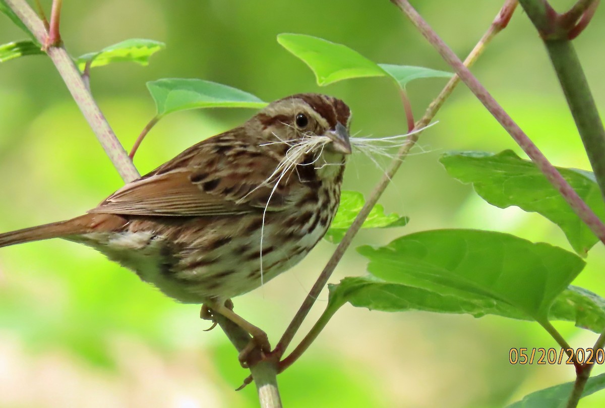 Song Sparrow - ML236857621