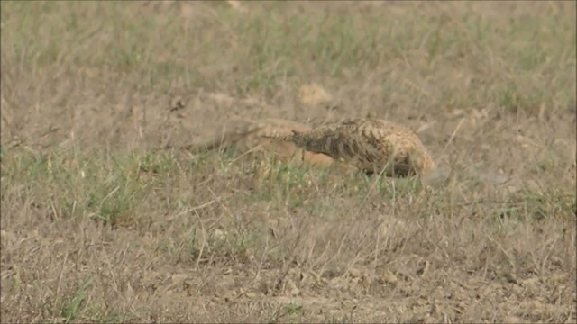 Chestnut-bellied Sandgrouse - ML236857701