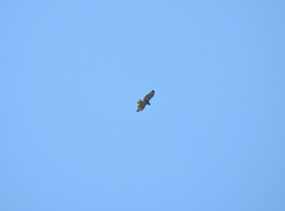 Red-tailed Hawk - ML236859301
