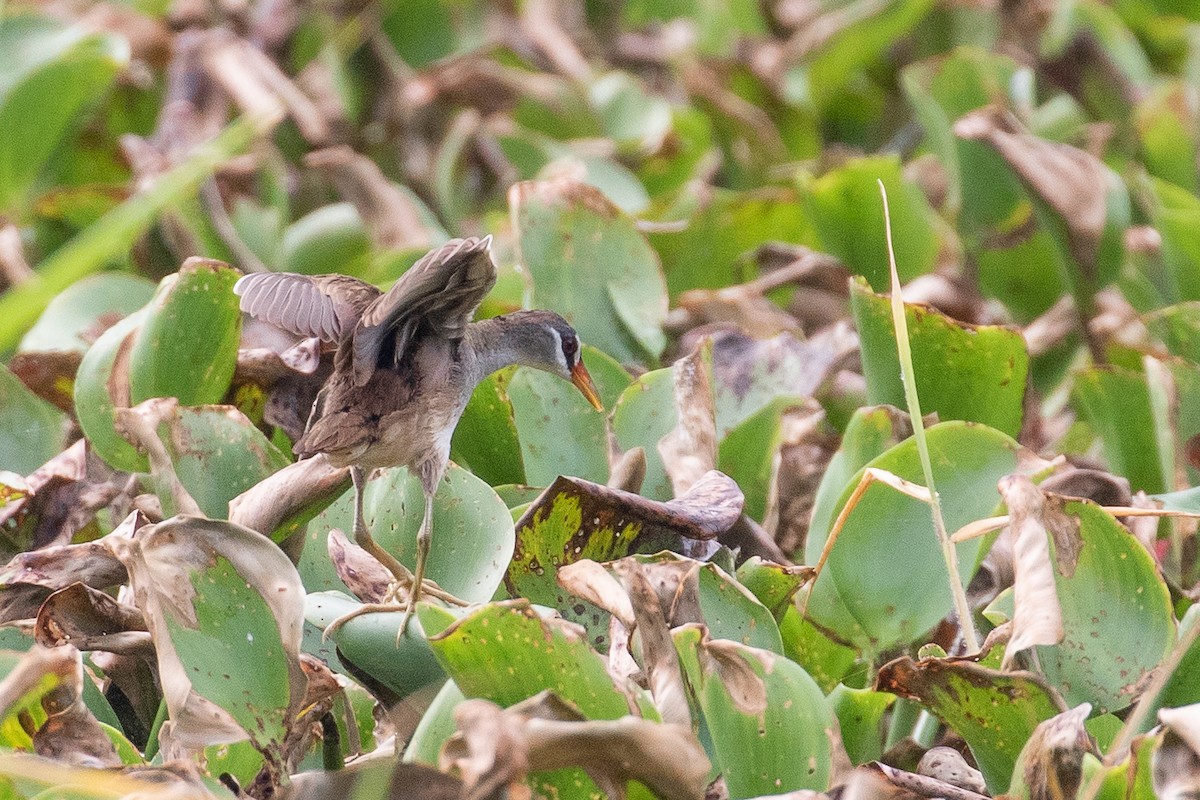 White-browed Crake - H Chen-Cheng