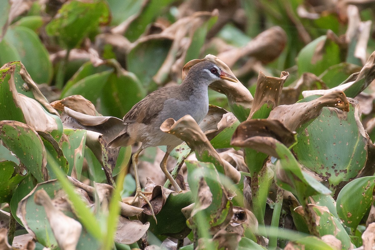 White-browed Crake - H Chen-Cheng