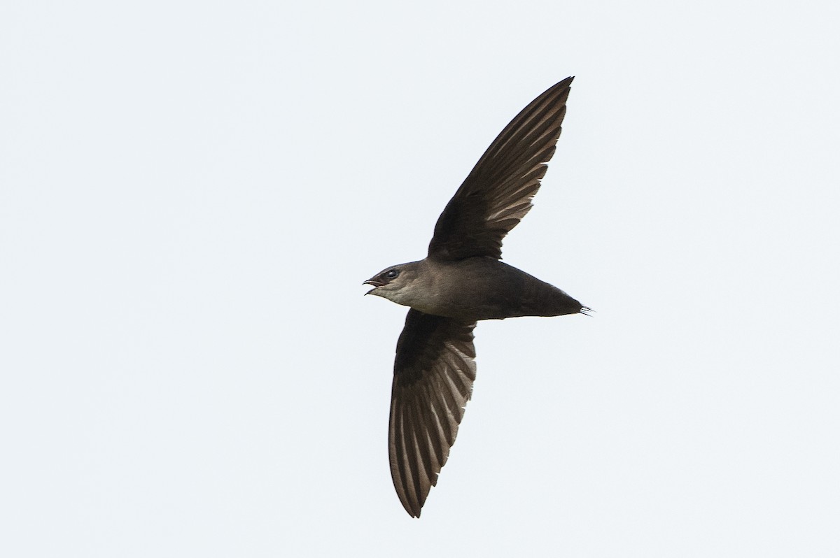 Chimney Swift - ML236860791