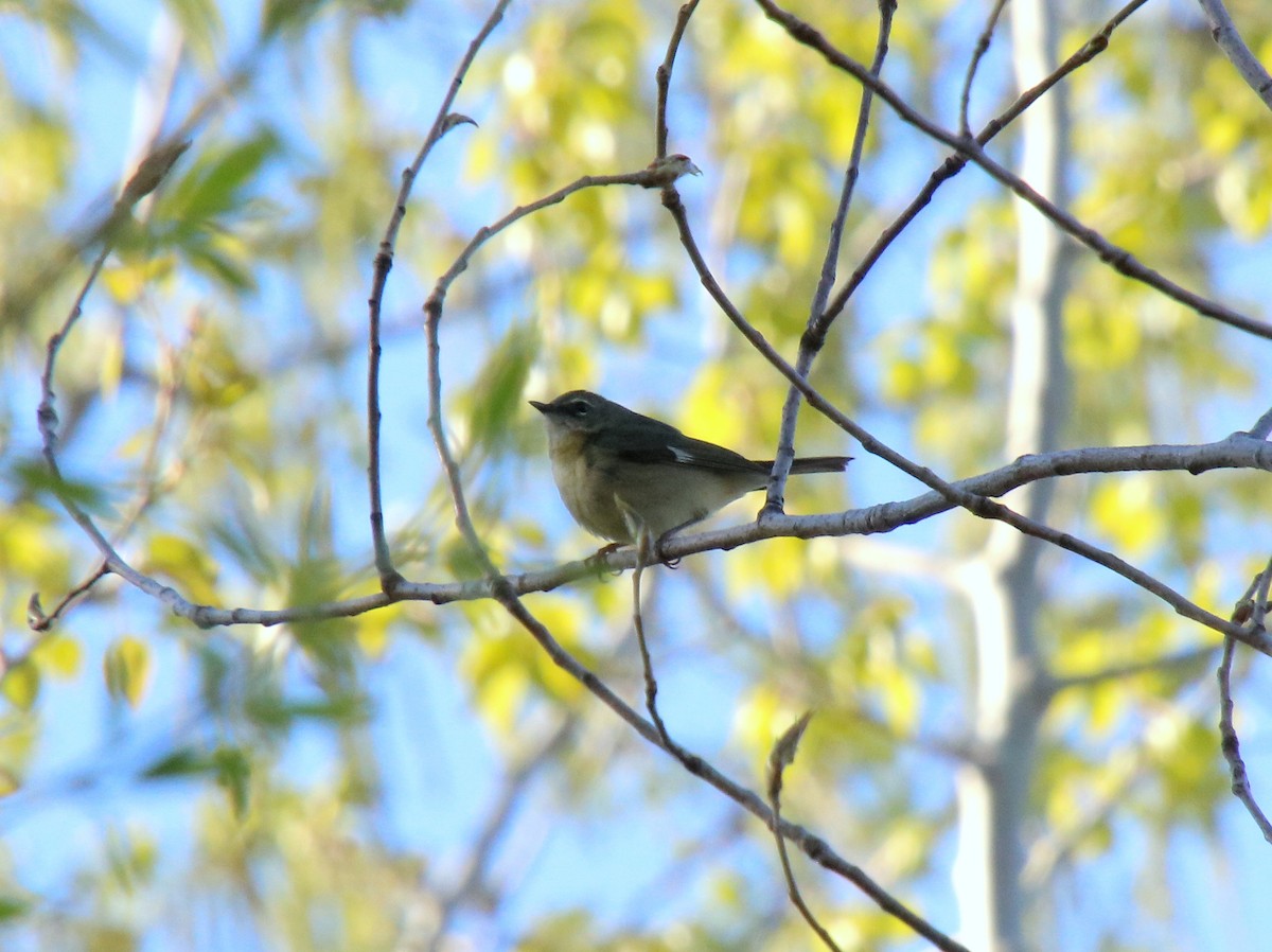 Black-throated Blue Warbler - Alexandre Anctil