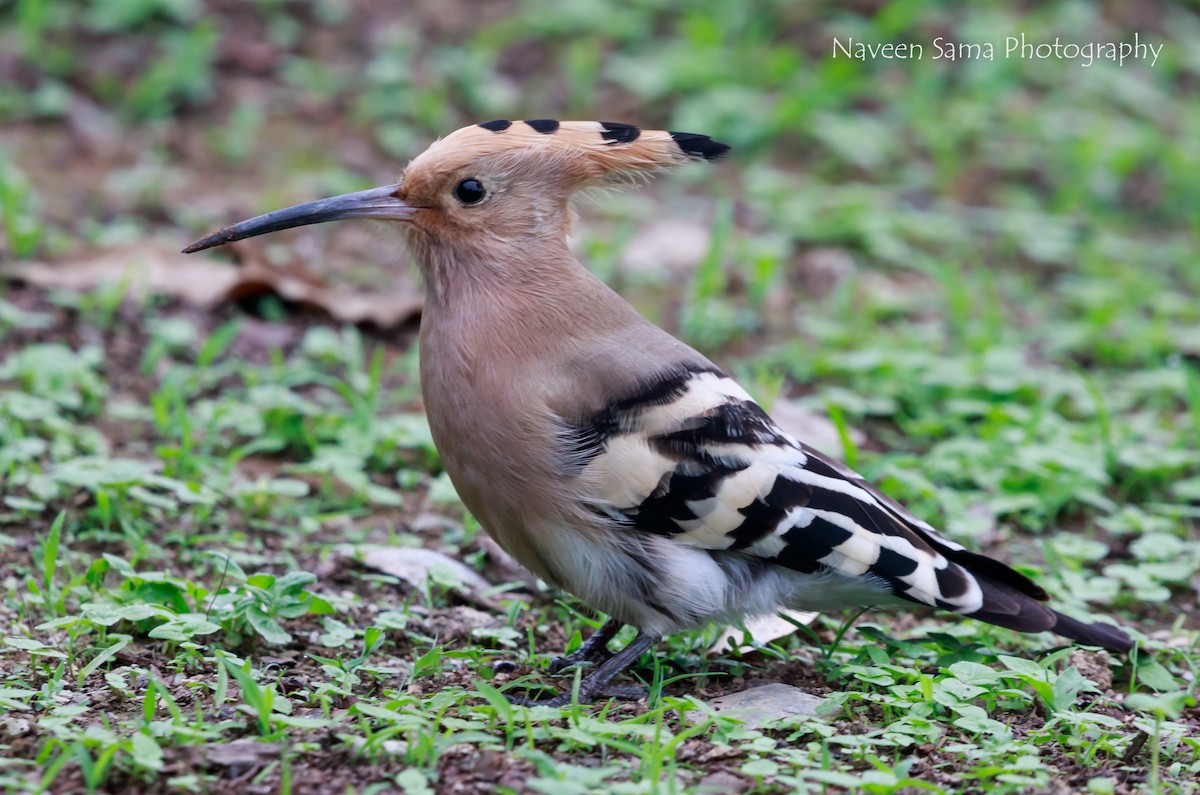 Eurasian Hoopoe - ML236862441