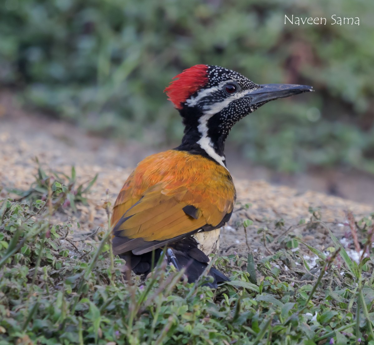 Black-rumped Flameback - ML236862601