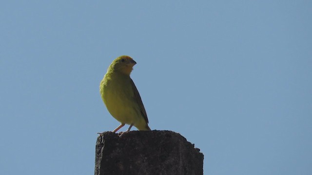 Saffron Finch (Saffron) - ML236862641