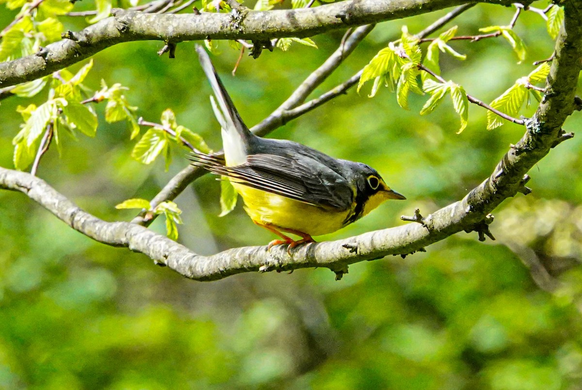 Canada Warbler - ML236862901