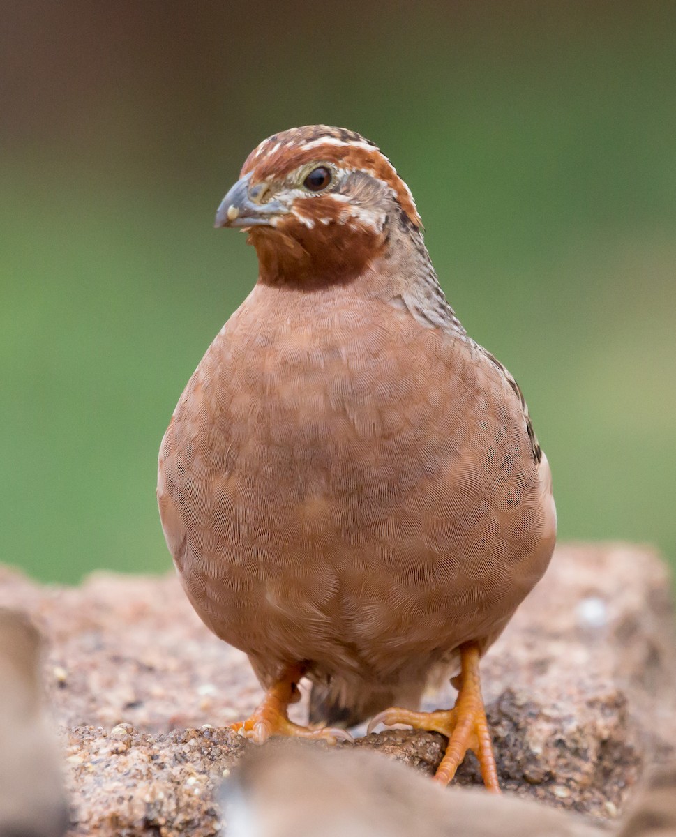 Jungle Bush-Quail - Naveen Sama