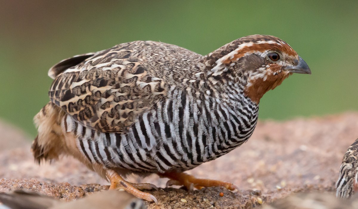 Jungle Bush-Quail - ML236863441