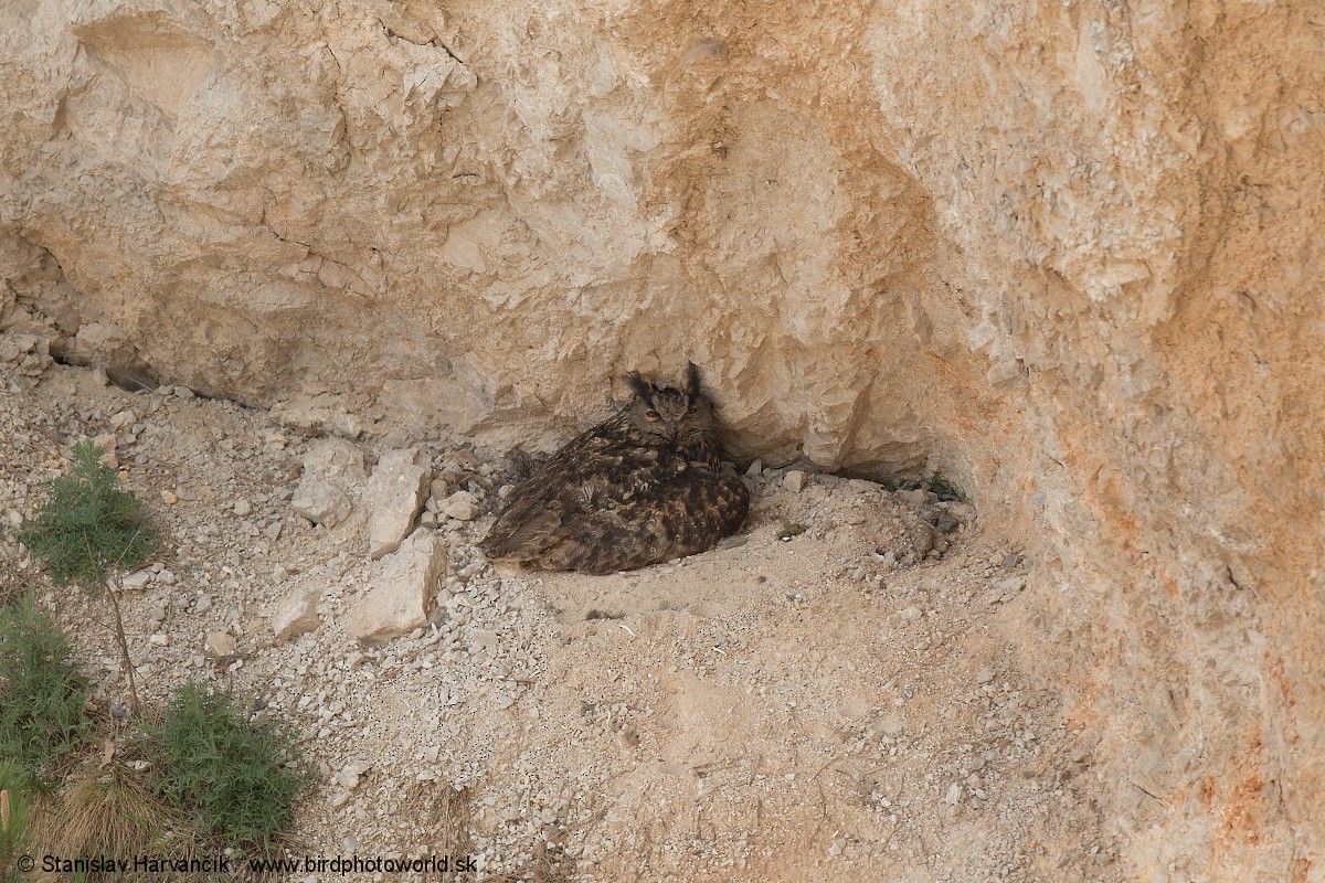 Eurasian Eagle-Owl - ML236863461