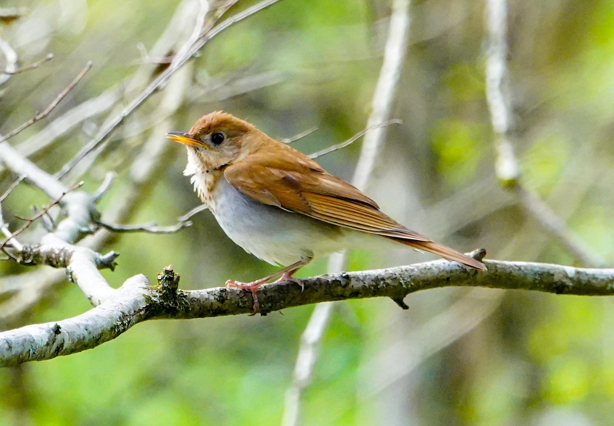 Veery - ML236863491