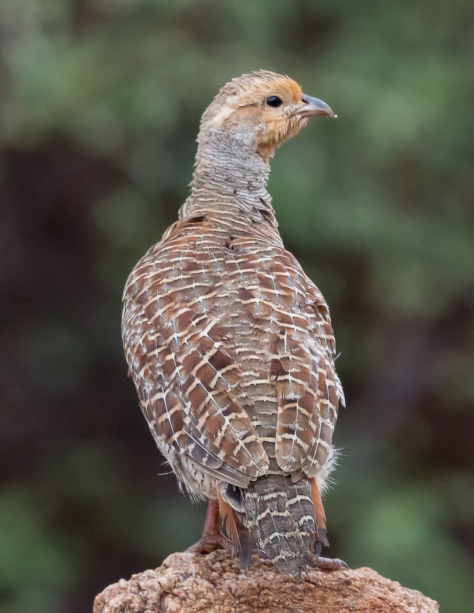 Gray Francolin - ML236863631