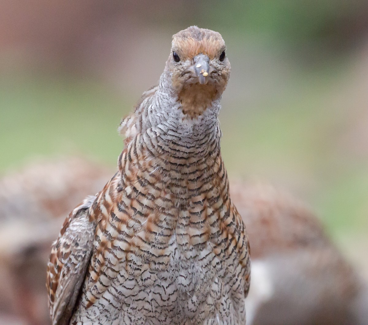 Gray Francolin - ML236863901